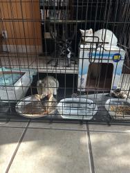 Found/Stray Unknown Cat last seen Seascape, San Antonio, TX 78251