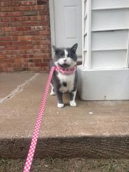 Lost Female Cat last seen Outside of the apmts on E University, Springfield, MO 65804