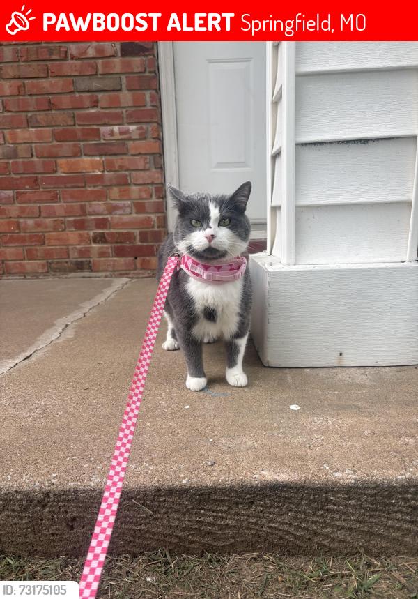 Lost Female Cat last seen Outside of the apmts on E University, Springfield, MO 65804
