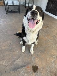 Found/Stray Female Dog last seen West Highland across from West Highland dog and cat hosp, San Bernardino, CA 92411