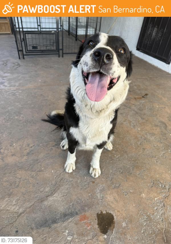Found/Stray Female Dog last seen West Highland across from West Highland dog and cat hosp, San Bernardino, CA 92411