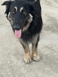 Found/Stray Female Dog last seen Amethyst and Wilson, Rancho Cucamonga, CA 91730
