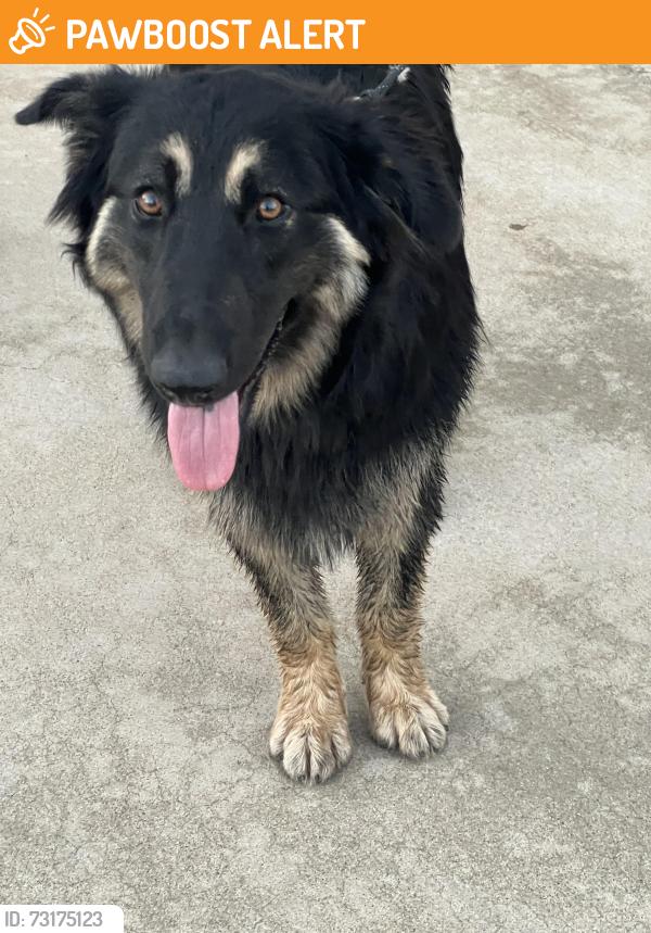 Found/Stray Female Dog last seen Amethyst and Wilson, Rancho Cucamonga, CA 91730