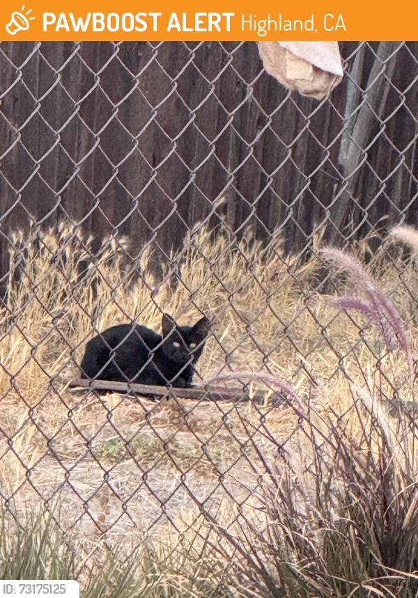 Found/Stray Unknown Cat last seen Central Ave and 14th St, Highland, CA 92346