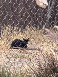Found/Stray Unknown Cat last seen Central Ave and 14th St, Highland, CA 92346