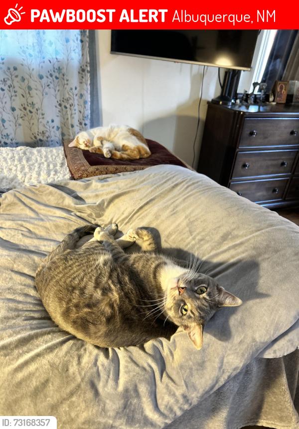 Lost Male Cat last seen Coal and tulane, Albuquerque, NM 87107