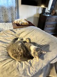 Lost Male Cat last seen Coal and tulane, Albuquerque, NM 87107