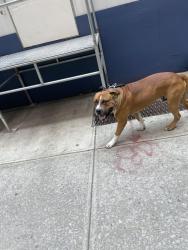 Found/Stray Unknown Dog last seen West 100th street between Manhattan Ave and Columbus ave, New York, NY 10025