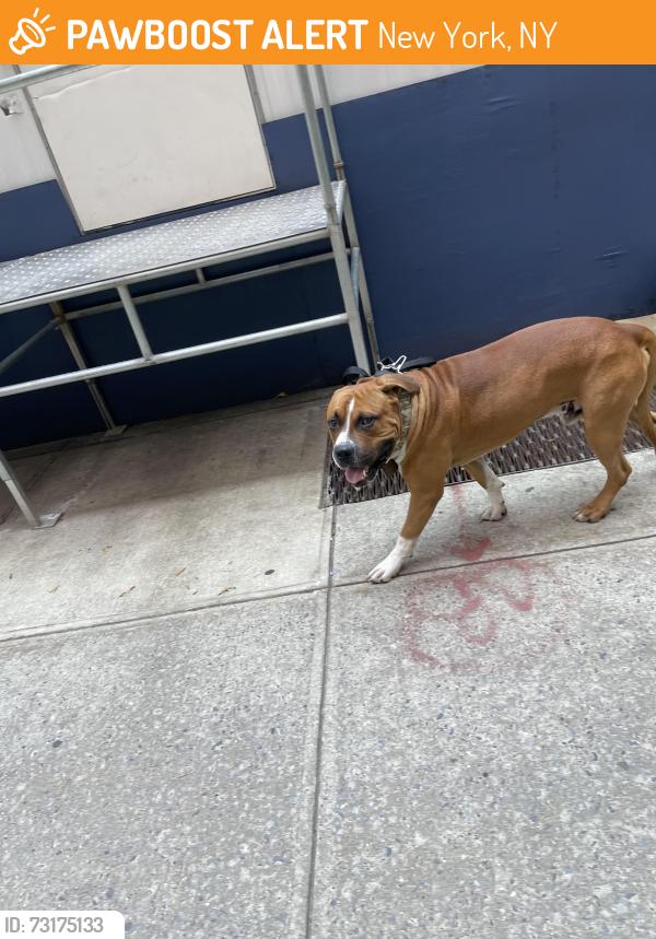 Found/Stray Unknown Dog last seen West 100th street between Manhattan Ave and Columbus ave, New York, NY 10025