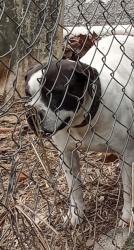Lost Male Dog last seen Delano park, Decatur, AL 35601