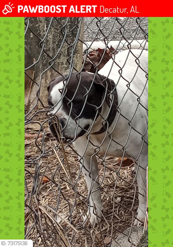 Lost Male Dog last seen Delano park, Decatur, AL 35601