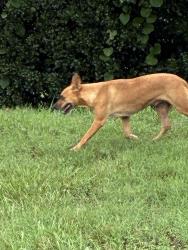 Found/Stray Unknown Dog last seen Homewood Ave, Burlington, NC 27217