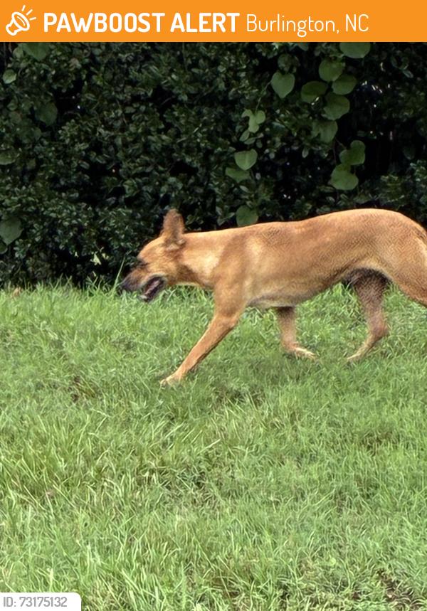 Found/Stray Unknown Dog last seen Homewood Ave, Burlington, NC 27217