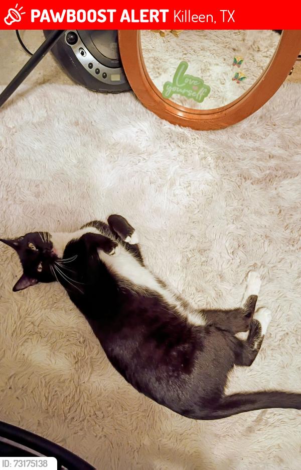 Lost Female Cat last seen Fort Hood St. And Rancier, Killeen, TX 76541