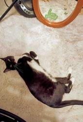 Lost Female Cat last seen Fort Hood St. And Rancier, Killeen, TX 76541