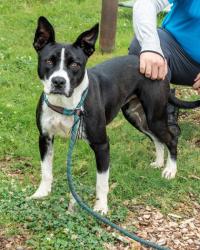 Shelter Stray Female Dog last seen Near Eastwyck Cir, 30032, GA, 3280 Chamblee Dunwoody Rd, Chamblee, GA 30341, USA