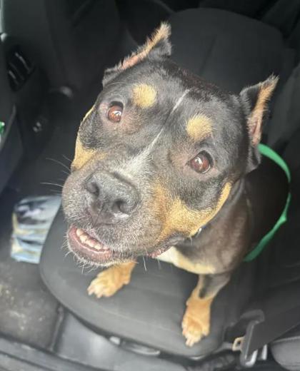 Shelter Stray Female Dog last seen Near Main St, Lithonia, GA 30058, 30058, GA, 3280 Chamblee Dunwoody Rd, Chamblee, GA 30341, USA