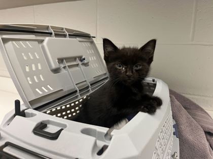 Shelter Stray Male Cat last seen Near Carondelet Drive, 64114, MO, 7077 Elmwood Ave, Kansas City, MO 64132, USA