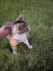 Found/Stray Female Cat last seen Shelby and Byhalia, Collierville, TN 38017