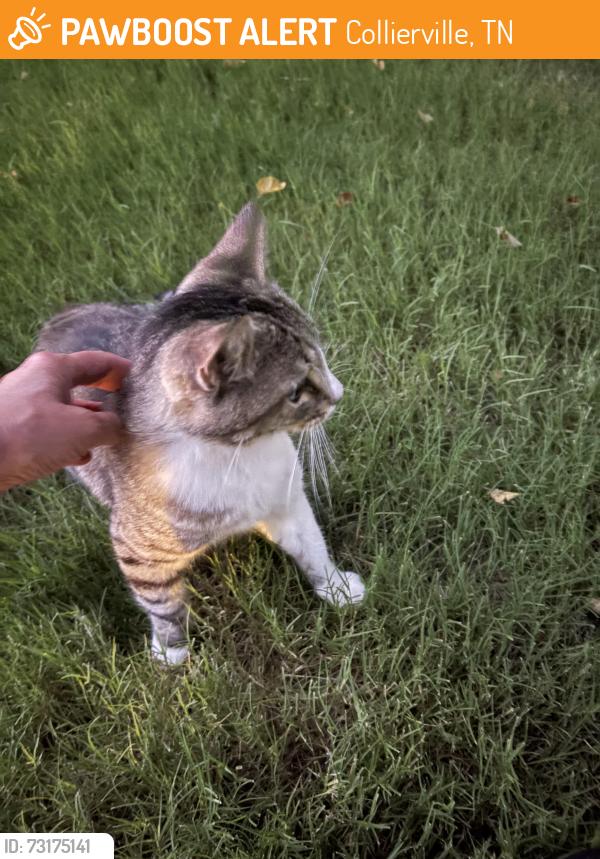 Found/Stray Female Cat last seen Shelby and Byhalia, Collierville, TN 38017