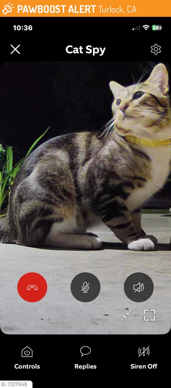 Found/Stray Male Cat last seen E Springer Turlock CA, Turlock, CA 95382