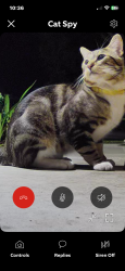 Found/Stray Male Cat last seen E Springer Turlock CA, Turlock, CA 95382