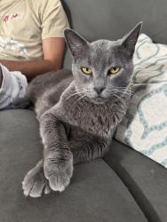 Lost Female Cat last seen Dallas/Meadowcrest, La Mesa, CA 91942