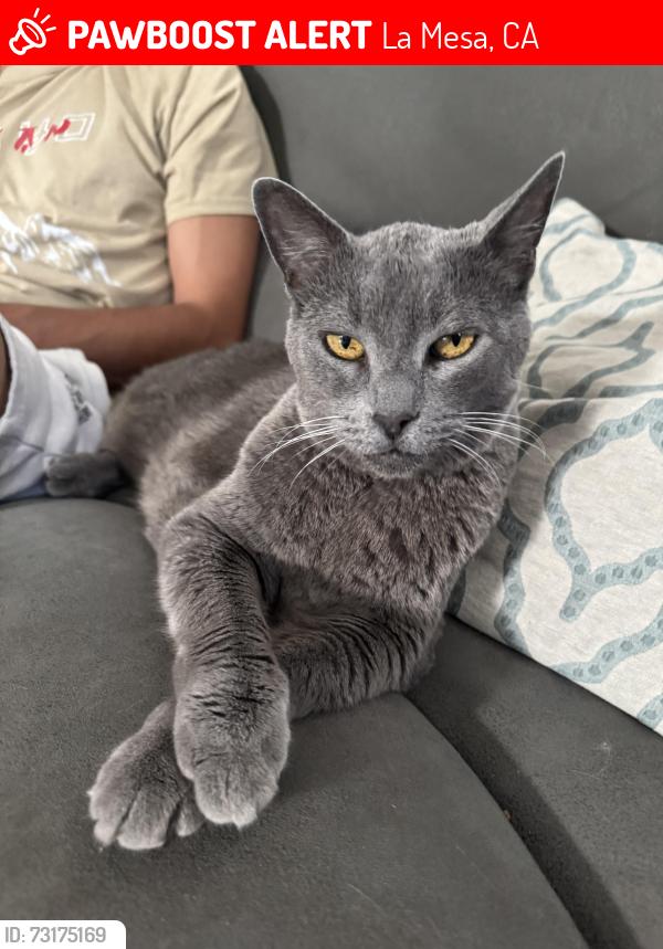 Lost Female Cat last seen Dallas/Meadowcrest, La Mesa, CA 91942