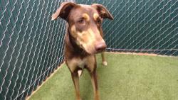Found/Stray Female Dog last seen Barnes, Monterey Park, CA 91754