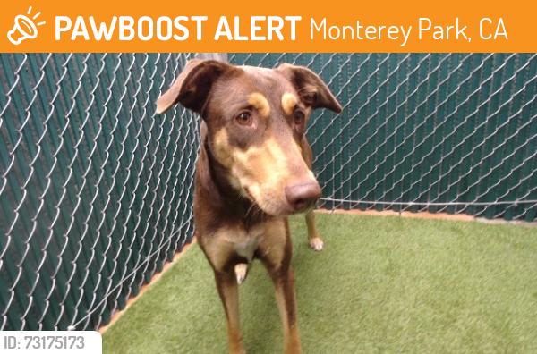 Found/Stray Female Dog last seen Barnes, Monterey Park, CA 91754