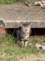 Found/Stray Unknown Cat last seen Central Park, Atlanta, GA 30308