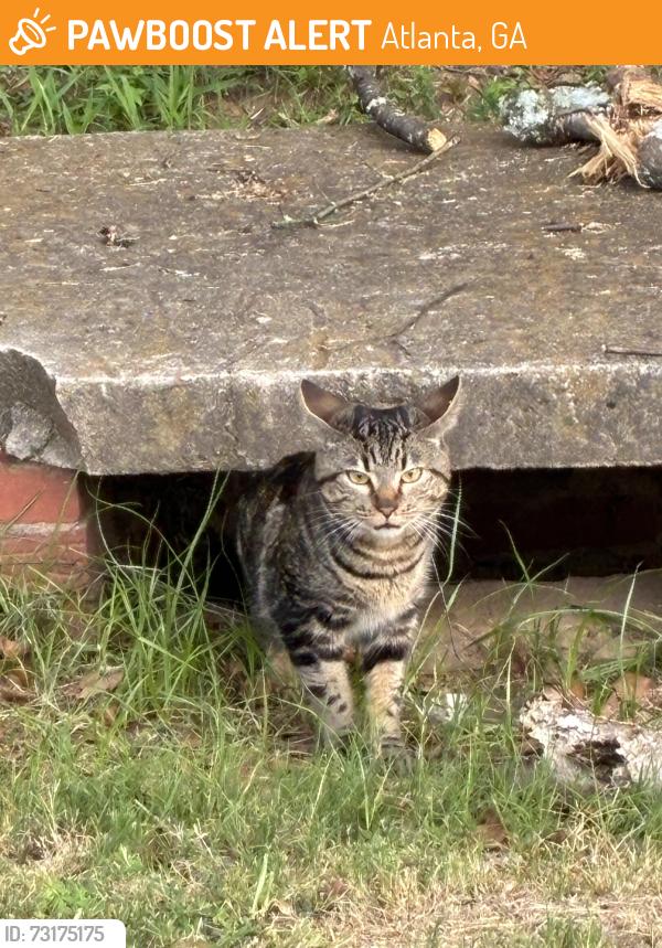 Found/Stray Unknown Cat last seen Central Park, Atlanta, GA 30308
