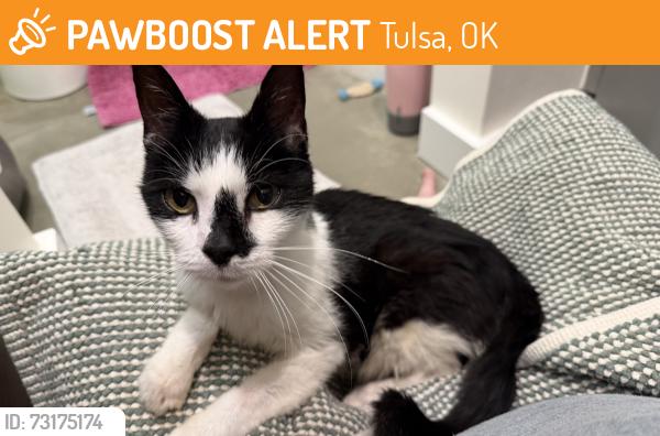 Found/Stray Female Cat last seen 58th street & Sheridan, Tulsa, OK 74145