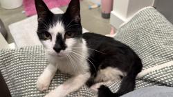 Found/Stray Female Cat last seen 58th street & Sheridan, Tulsa, OK 74145