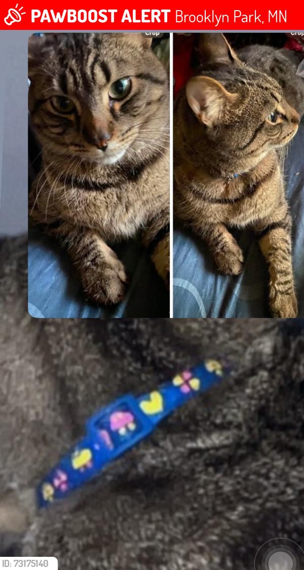 Lost Male Cat last seen 85th and W broadway area near Brooklyn park library, Brooklyn Park, MN 55445