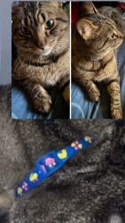 Lost Male Cat last seen 85th and W broadway area near Brooklyn park library, Brooklyn Park, MN 55445
