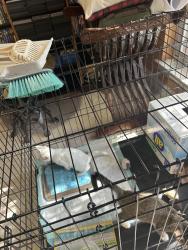 Found/Stray Unknown Cat last seen Seascape, San Antonio, TX 78251