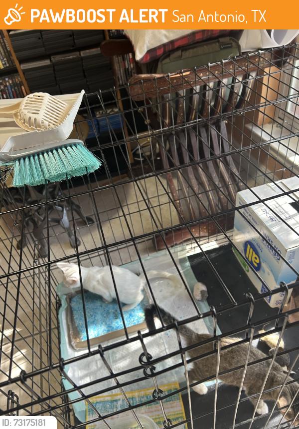 Found/Stray Unknown Cat last seen Seascape, San Antonio, TX 78251