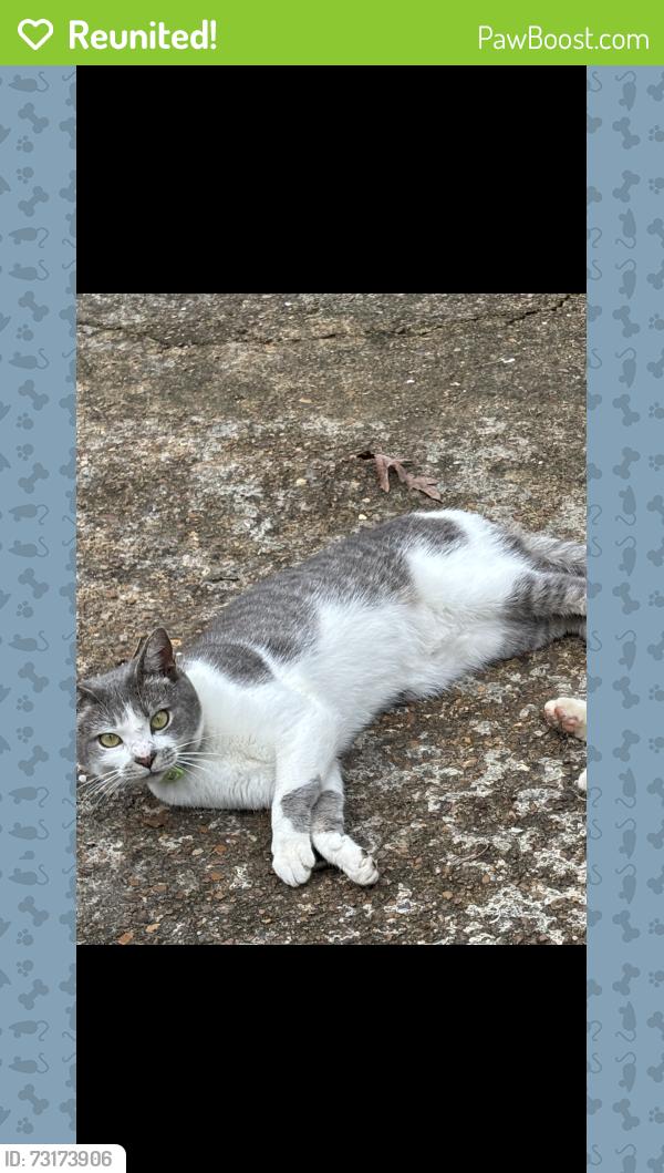 Reunited Female Cat last seen 44th St & 15th Ave, Chattanooga, TN 37407