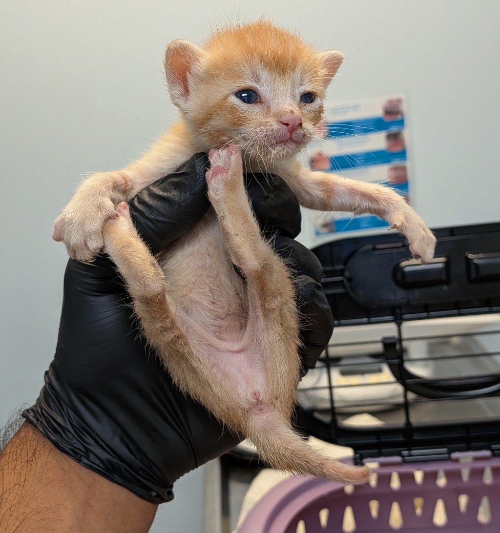 Shelter Stray Female Cat last seen El Cajon, CA, 92020, 5500 Gaines St, San Diego, CA 92110, USA