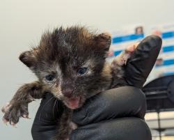 Shelter Stray Female Cat last seen El Cajon, CA, 92020, 5500 Gaines St, San Diego, CA 92110, USA