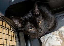 Shelter Stray Male Cat last seen 43rd Street, San Diego, CA, 92113, 5500 Gaines St, San Diego, CA 92110, USA