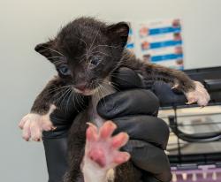 Shelter Stray Male Cat last seen El Cajon, CA, 92020, 5500 Gaines St, San Diego, CA 92110, USA