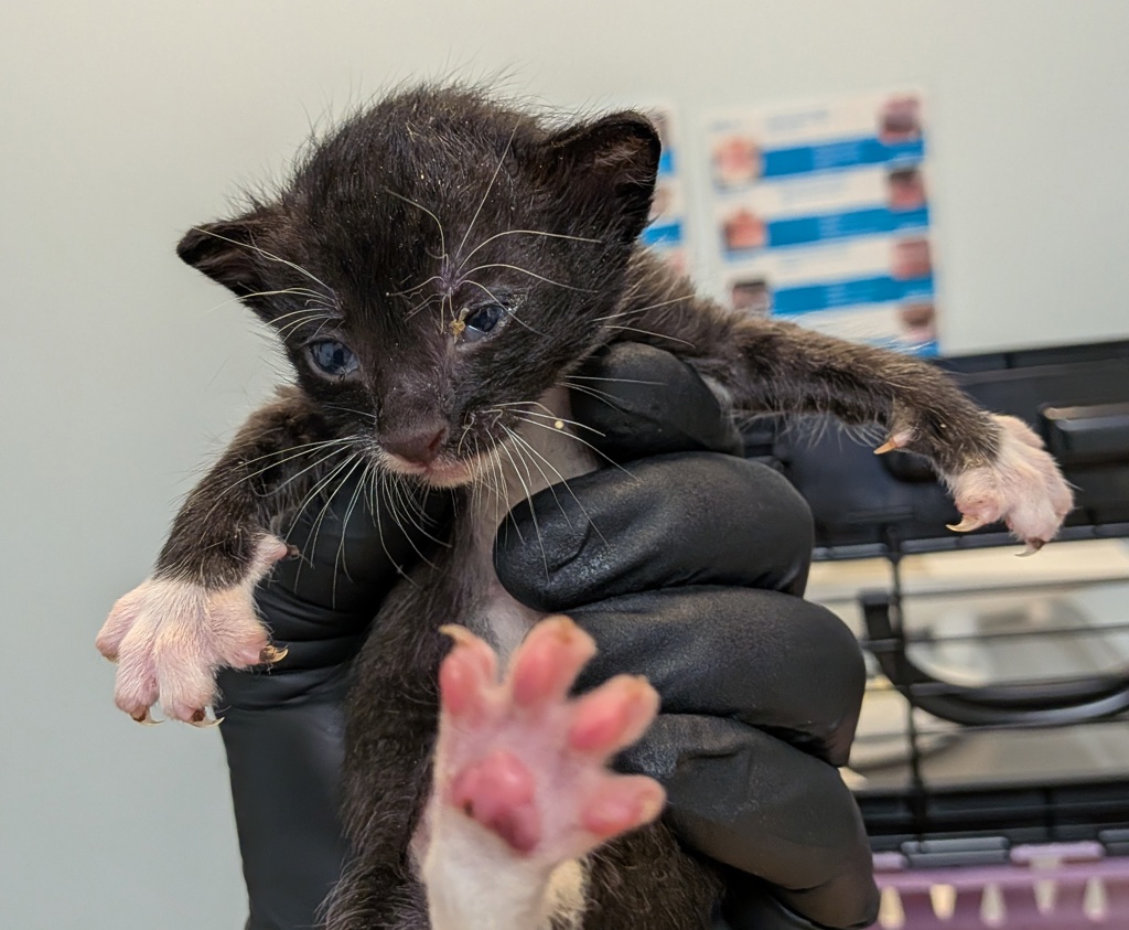 Shelter Stray Male Cat last seen El Cajon, CA, 92020, 5500 Gaines St, San Diego, CA 92110, USA