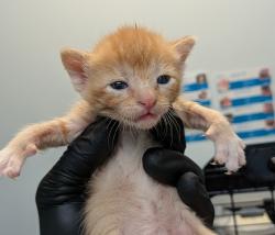 Shelter Stray Male Cat last seen El Cajon, CA, 92020, 5500 Gaines St, San Diego, CA 92110, USA