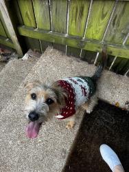Reunited Female Dog last seen Grand Ave & Wyoming St, St. Louis, MO 63116