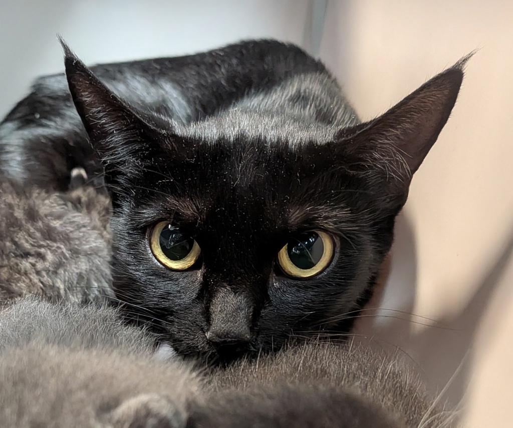 Shelter Stray Female Cat last seen Near Sunset Lane, San Diego, CA, 92173, 5500 Gaines St, San Diego, CA 92110, USA