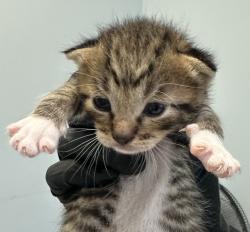 Shelter Stray Male Cat last seen Near Sunset Lane, San Diego, CA, 92173, 5500 Gaines St, San Diego, CA 92110, USA