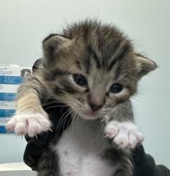 Shelter Stray Female Cat last seen Near Sunset Lane, San Diego, CA, 92173, 5500 Gaines St, San Diego, CA 92110, USA