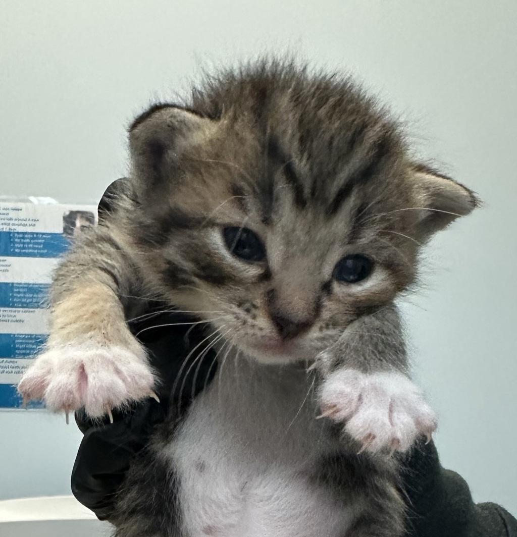 Shelter Stray Female Cat last seen Near Sunset Lane, San Diego, CA, 92173, 5500 Gaines St, San Diego, CA 92110, USA